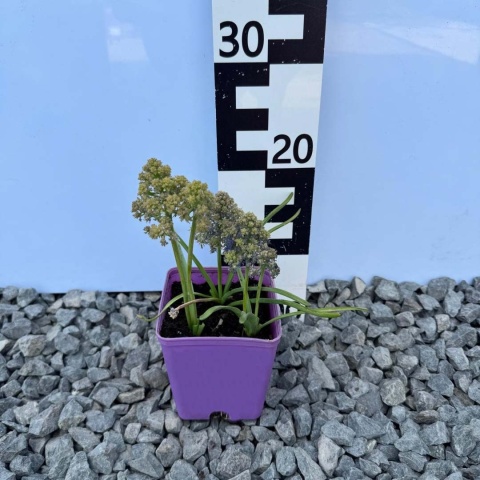 Szafirek Fantasy Creation P11(1L)