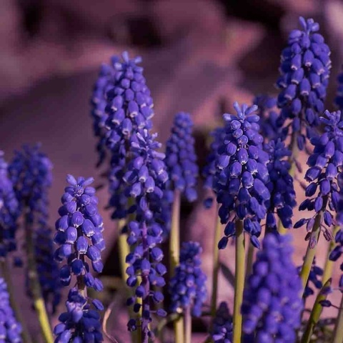 Szafirek Joyce Spirit P11(1L)