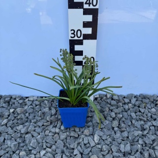 Szafirek Joyce Spirit P11(1L)