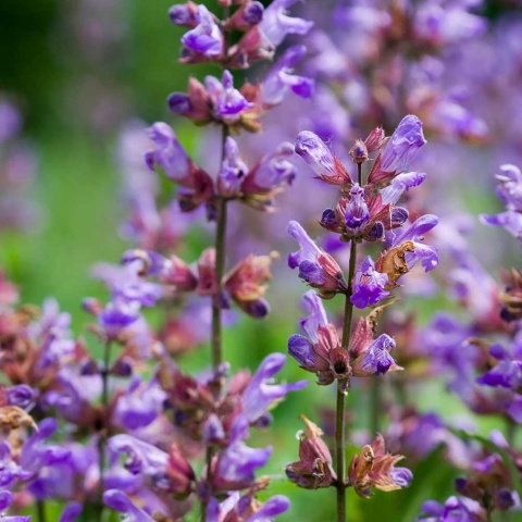 Szałwia lekarska P11(1L)