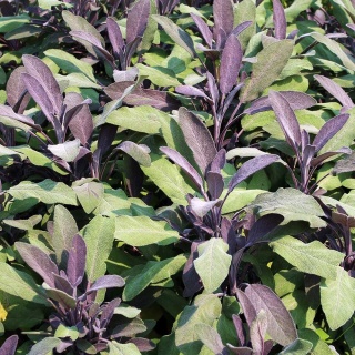 Szałwia lekarska Purpurascens P11(1L)