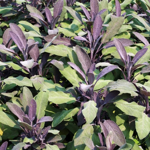 Szałwia lekarska Purpurascens P11(1L)