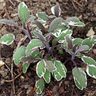 Szałwia lekarska Tricolor P11(1L)