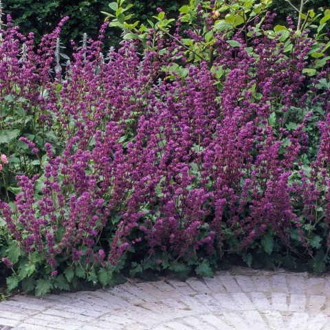 Szałwia okręgowa Purple Rain P11(1L)