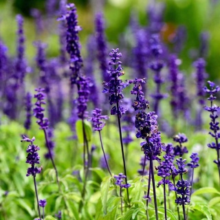 Szałwia omączona Victoria Blau P11(1L)