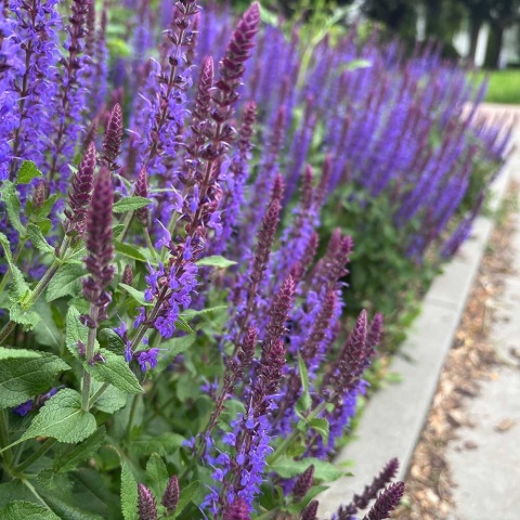 Szałwia omszona Caradonna Compact P11(1L)