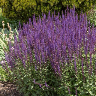 Szałwia omszona Caradonna P11(1L)