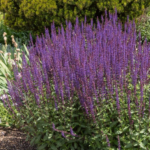 Szałwia omszona Caradonna P11(1L)