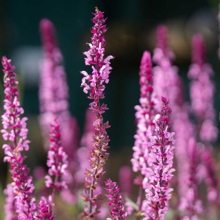 Szałwia omszona Caradonna Pink P11(1L)