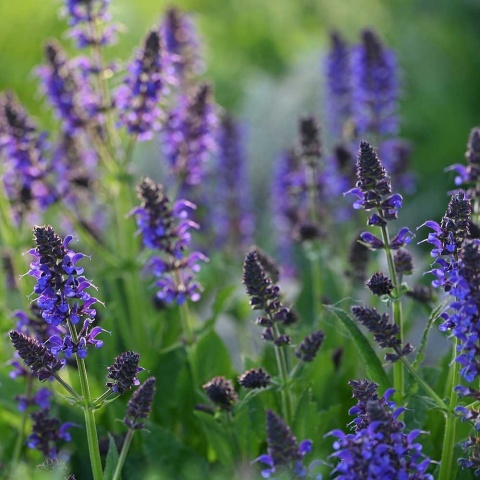 Szałwia omszona Mainacht P11(1L)