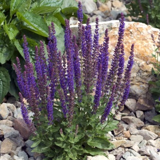 Szałwia omszona Ostfriesland P11(1L)