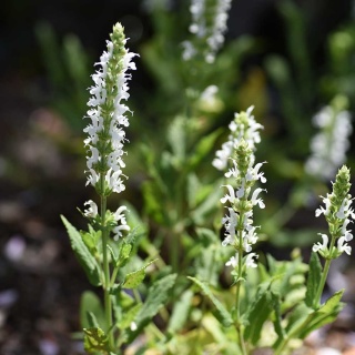 Szałwia omszona Schneehügel P11(1L)