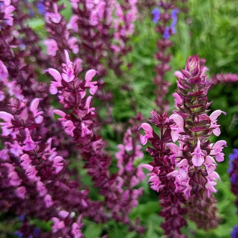 Szałwia omszona Sensation Compact Bright Rose P11(1L)