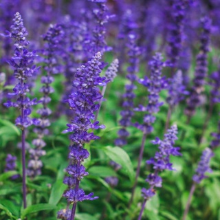 Szałwia omszona Sensation Medium Deep Blue P11(1L)