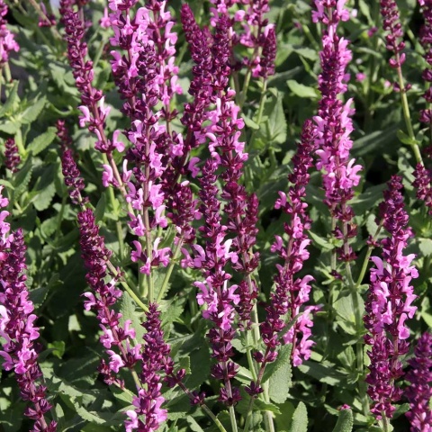 Szałwia omszona Sensation Medium Deep Rose P11(1L)