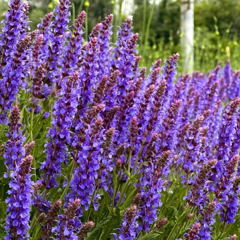 Szałwia omszona Sensation Medium Violet P11(1L)