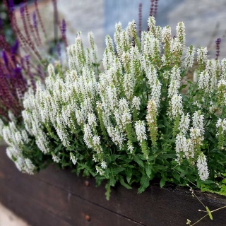 Szałwia omszona Sensation Medium White P11(1L)