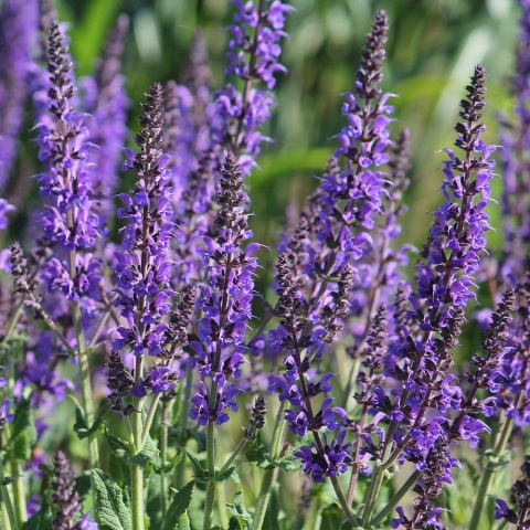 Szałwia omszona Viola Klose P11(1L)