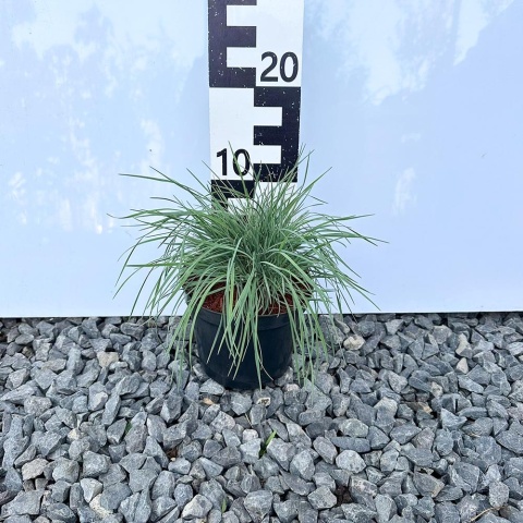 Szczotlicha sina 1,5L