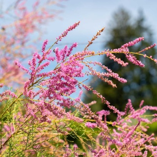 Tamaryszek pięciopręcikowy 2L