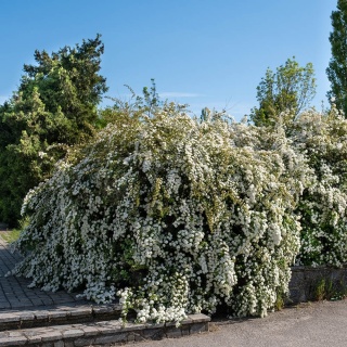 Tawuła Van Houttea 5L