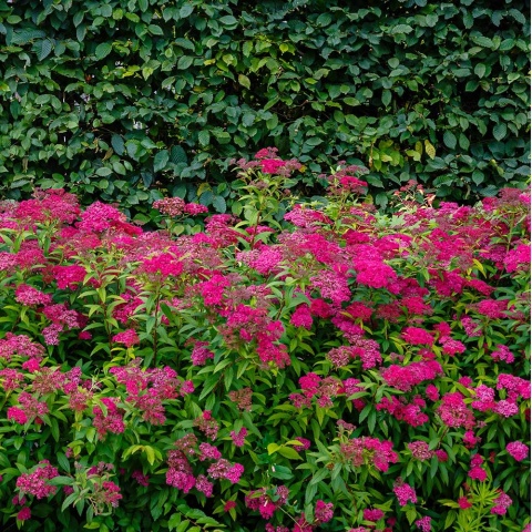 Tawuła japońska Anthony Waterer 3L