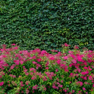 Tawuła japońska Anthony Waterer 3L