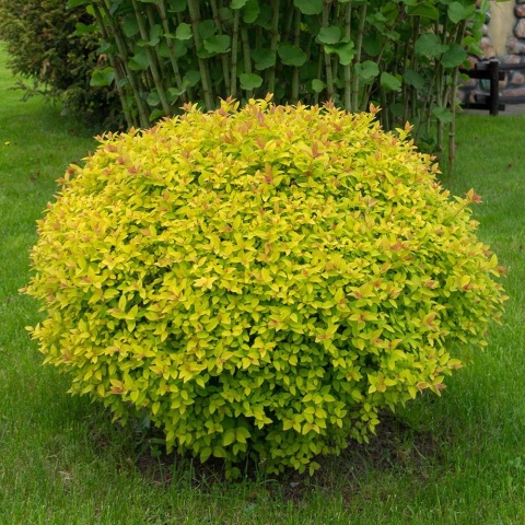 Tawuła japońska Golden Carpet 2L