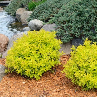 Tawuła japońska Goldmound 2L