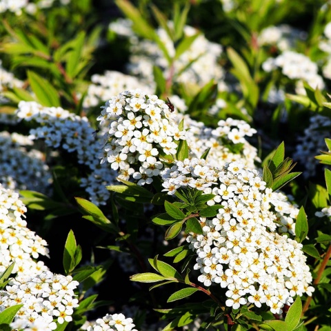 Tawuła szara Grefsheim 5L