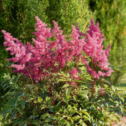 Tawułka Arends Astary Rose 2L