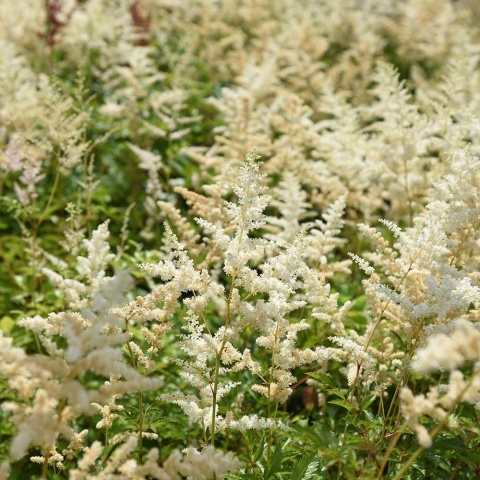 Tawułka Arendsa Brautschleier 2L