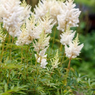 Tawułka Arendsa White 2L