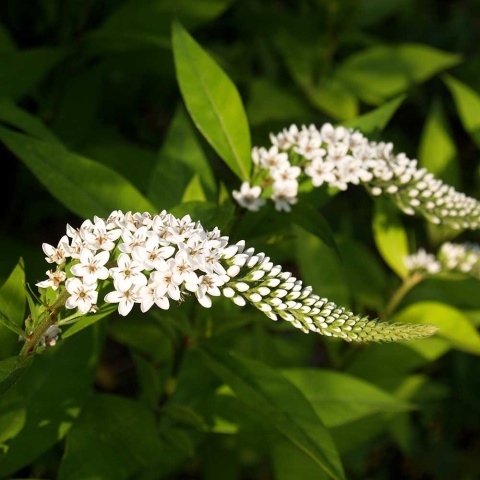 Tojeść orszelinowa 2L
