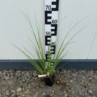 Trawa pampasowa Pumila P11(1L)