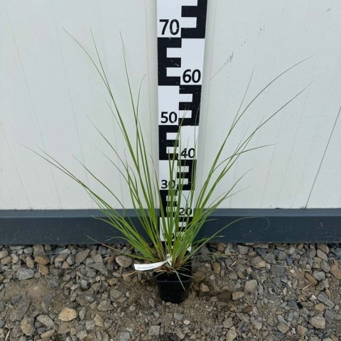 Trawa pampasowa Pumila P11(1L)