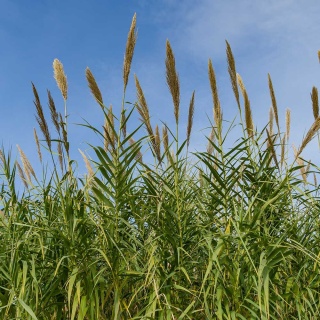 Trzcina pospolita P9(0,5L)