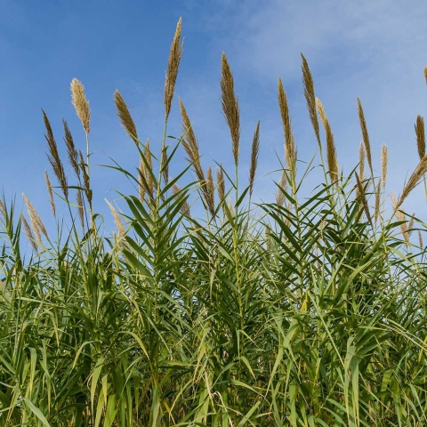 Trzcina pospolita P9(0,5L)