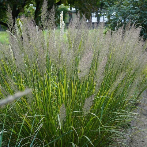 Trzcinnik krótkowłosy P9(0,5L)