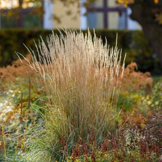 Trzcinnik ostrokwiatkowy Karl Foerster 2L