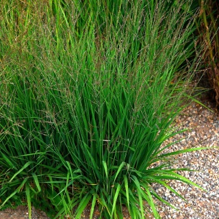 Trzęślica modra Heidebraut 2L