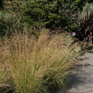 Trzęślica modra Moorflamme 2L