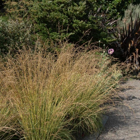 Trzęślica modra Moorflamme 2L