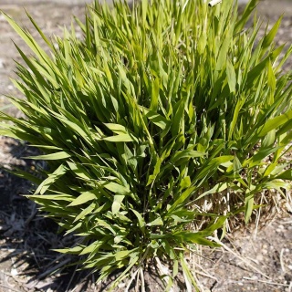 Trzęślica trzcinowata Herbert Clark Hoover 2L