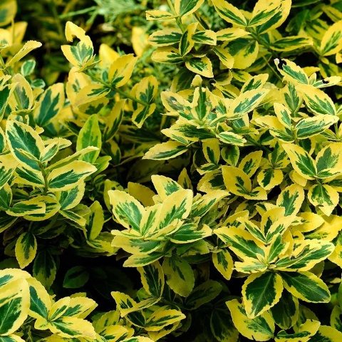 Trzmielina Emerald Gold 2L