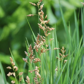 Turówka wonna P9(0,5L)