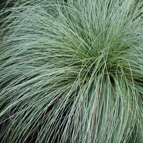 Turzyca Frosted Curls 2L