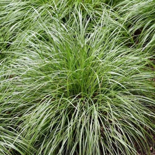 Turzyca Morrowa Irish Green 2L