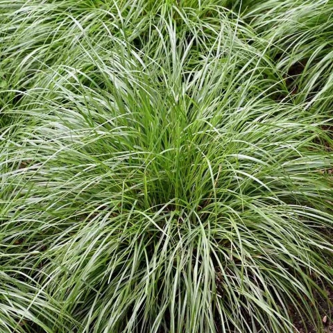 Turzyca Morrowa Irish Green 2L