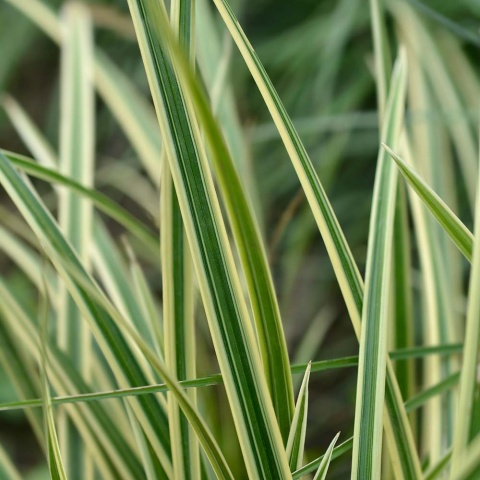 Turzyca Morrowa Vanilla Ice 1,5L